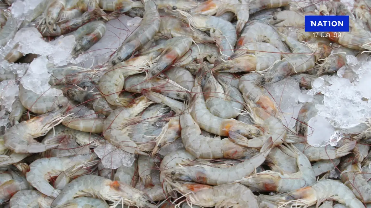กุ้งไทยมีเฮ ภาษีทรัมป์รอบใหม่แข่งได้ฉลุย เกษตรกรมั่นใจลงเลี้ยงเพิ่มดันผลผลิตทะลุ 4 แสนตัน