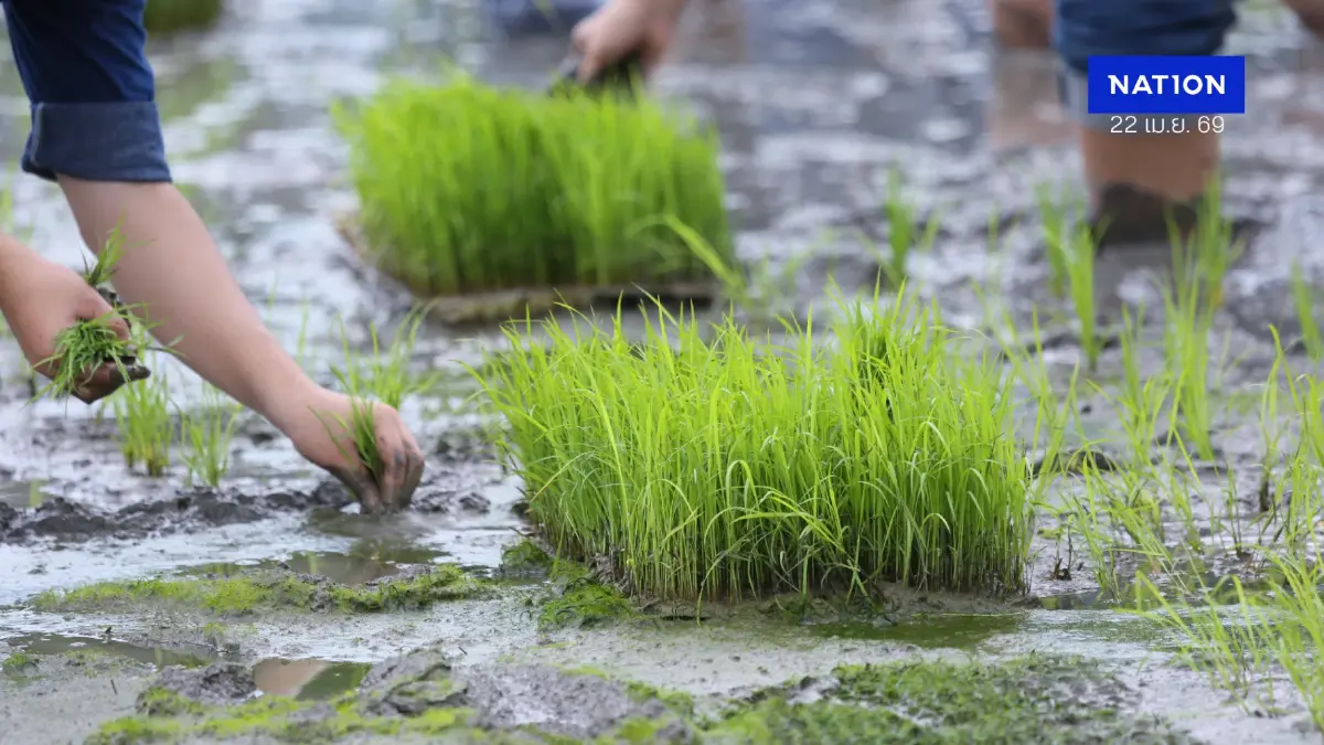 เจาะลึกภัยเงียบจาก "ไข้ดิน": เตือนกลุ่มเสี่ยง "เบาหวาน-เกษตรกร" ระวังติดเชื้ออันตรายถึงชีวิต