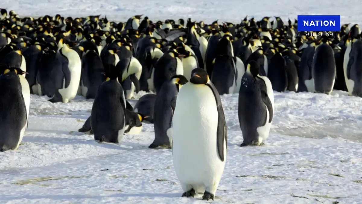 IUCN ยกระดับ "เพนกวินจักรพรรดิ" เป็นสัตว์ใกล้สูญพันธุ์เซ่นวิกฤตโลกร้อน