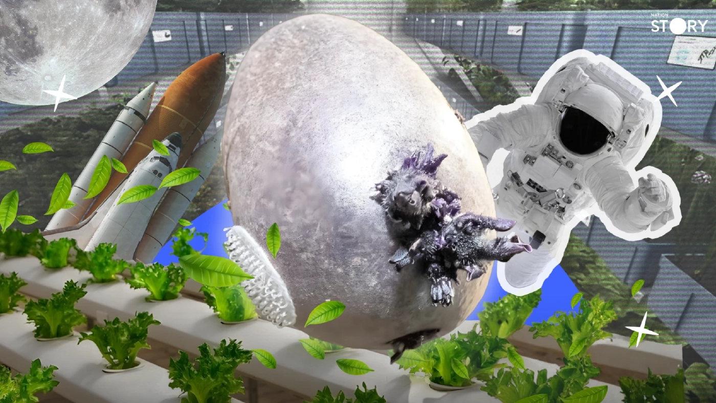 STORY: จากไวรัล "มันฝรั่งม่วง" บนอวกาศ สู่การเปิดโลก "เกษตรกรรมอวกาศ" ที่ NASA-ESA-จีน กำลังแข่งกันพัฒนา