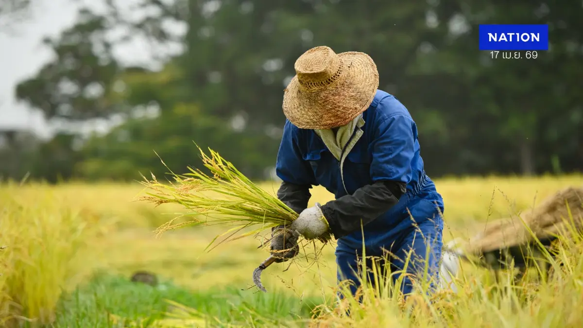 สงครามอิหร่าน ดันราคาปุ๋ยยูเรียโลกพุ่ง ฉุดผลผลิตข้าวนาปีวูบ 21%