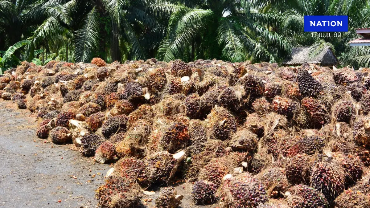 พาณิชย์สั่งคุมเข้มรับซื้อปาล์มหลังสงกรานต์สกัดกดราคา