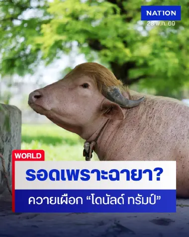 ควายเผือกโดนัลด์ ทรัมป์ รอดถูกเชือดในเทศกาลอีด-อัลอัฎฮา