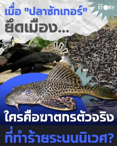 STORY: วิกฤตปลาซักเกอร์ระบาดทั่วอาเซียน เอเลียนสปีชีส์ทำลายระบบนิเวศ และทางออกที่ต้องแก้จาก 'ต้นตอ' น้ำเสีย