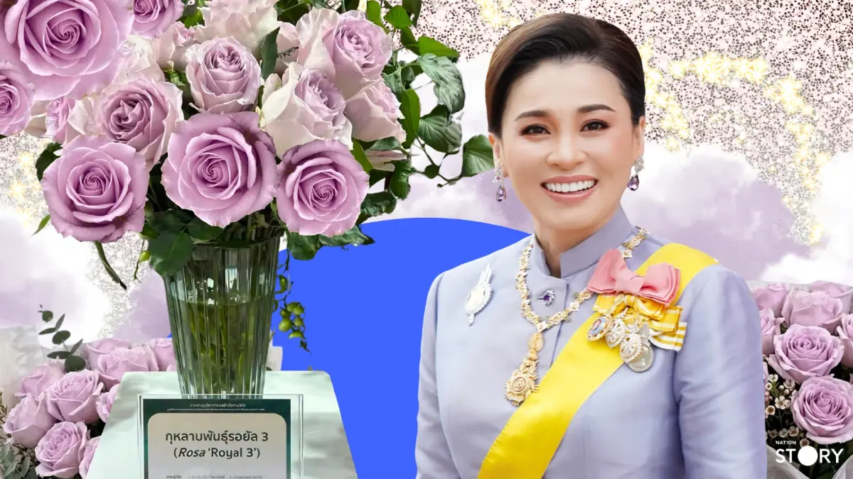 STORY: งามล้ำค่า! ยลโฉม 'กุหลาบควีนสุทิดา' กุหลาบนามพระราชทานสายพันธุ์ใหม่ ผลงานวิจัยโครงการหลวงที่ผสมผสานวิทยาศาสตร์และศิลปะธรรมชาติอย่างลงตัว
