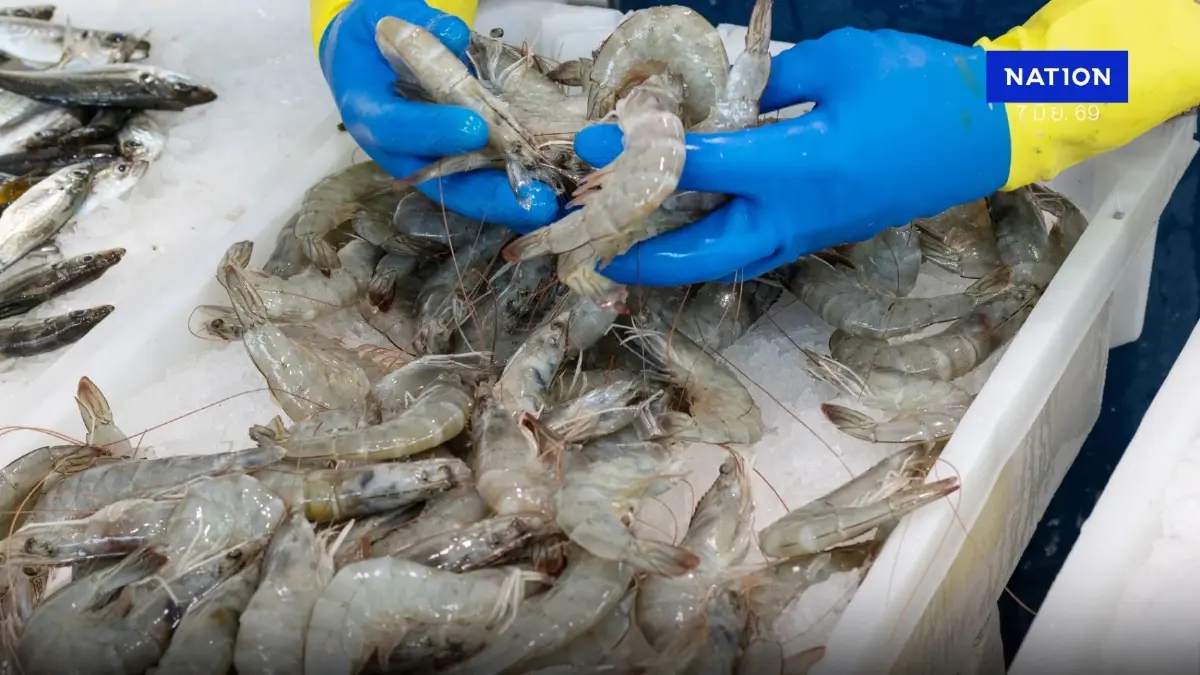 พาณิชย์-เกษตรฯ เร่งช่วยกุ้งไทย 400 ตัน/เดือน หลังมาเลย์ระงับนำเข้า พาณิชย์-เกษตรฯ เร่งช่วยกุ้งไทย 400 ตัน/เดือน หลังมาเลย์ระงับนำเข้า