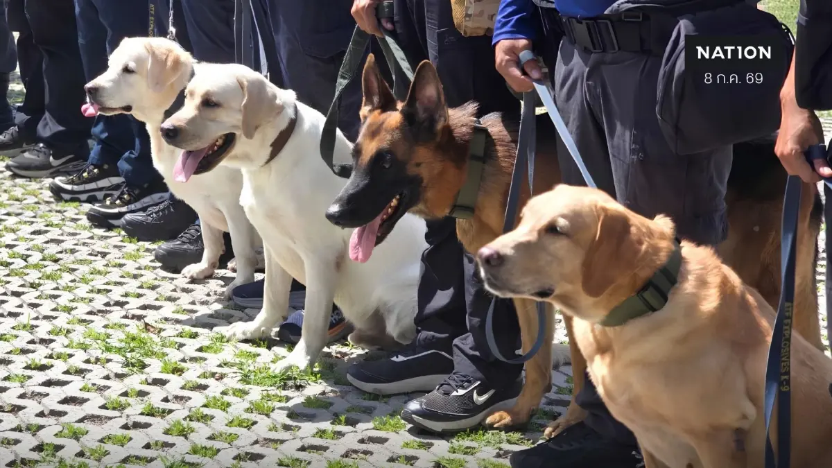 ส่องภารกิจ K9 สุนัขตำรวจ ตชด. สแกนบึ้ม-ยาเสพติด เสริมทัพสนามบิน ส่องภารกิจ K9 สุนัขตำรวจ ตชด. สแกนบึ้ม-ยาเสพติด เสริมทัพสนามบิน