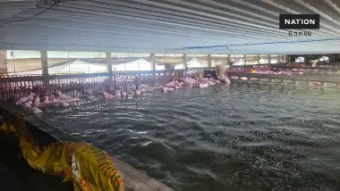 ปศุสัตว์–ปภ. ระดมกำลังเคลื่อนย้ายซากสุกรจมน้ำ 2,000 ตัว ไปฝังกลบ ปศุสัตว์–ปภ. ระดมกำลังเคลื่อนย้ายซากสุกรจมน้ำ 2,000 ตัว ไปฝังกลบ